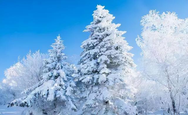 凌风知劲节 负雪见贞心，十一首寒松的诗词，傲雪凌霜松精神