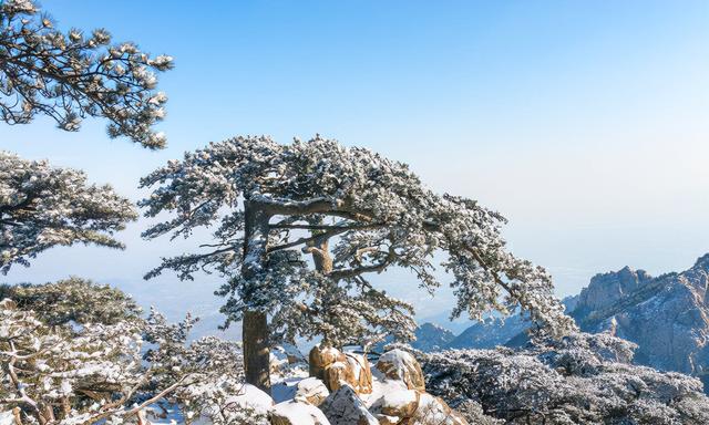 凌风知劲节 负雪见贞心，十一首寒松的诗词，傲雪凌霜松精神