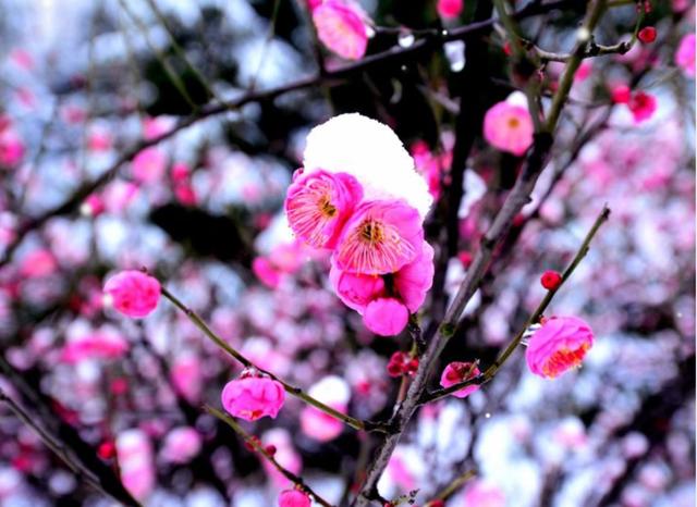 「诗词鉴赏」十首红梅的诗词，看红梅凌寒傲雪，唱响红梅的赞歌