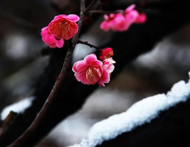 「诗词鉴赏」十首红梅的诗词，看红梅凌寒傲雪，唱响红梅的赞歌