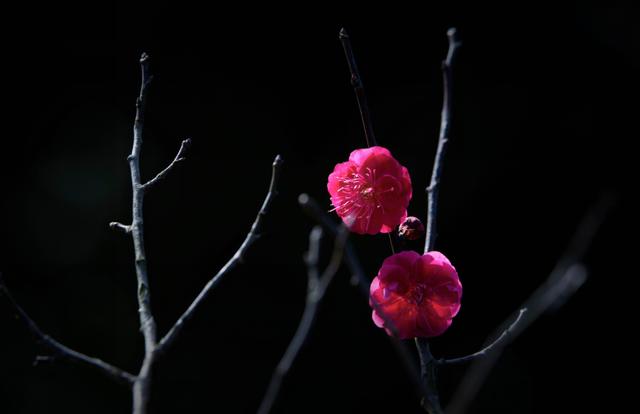 「诗词鉴赏」十首红梅的诗词，看红梅凌寒傲雪，唱响红梅的赞歌