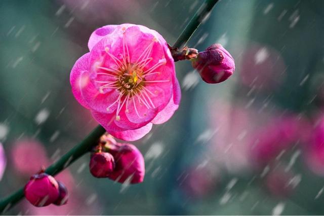 「诗词鉴赏」十首红梅的诗词，看红梅凌寒傲雪，唱响红梅的赞歌