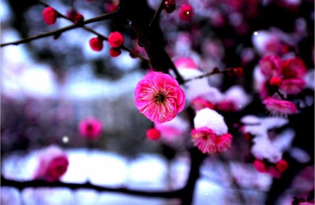 「诗词鉴赏」十首红梅的诗词，看红梅凌寒傲雪，唱响红梅的赞歌