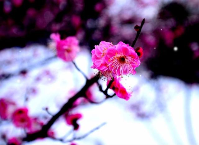 「诗词鉴赏」十首红梅的诗词，看红梅凌寒傲雪，唱响红梅的赞歌