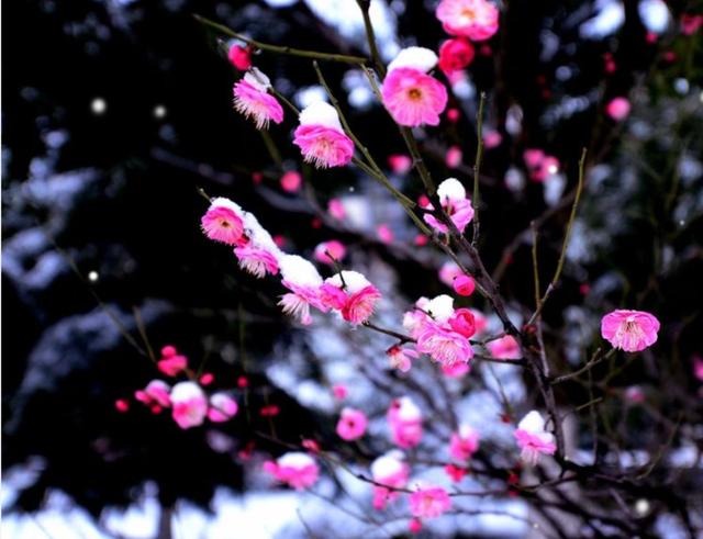 「诗词鉴赏」十首红梅的诗词，看红梅凌寒傲雪，唱响红梅的赞歌