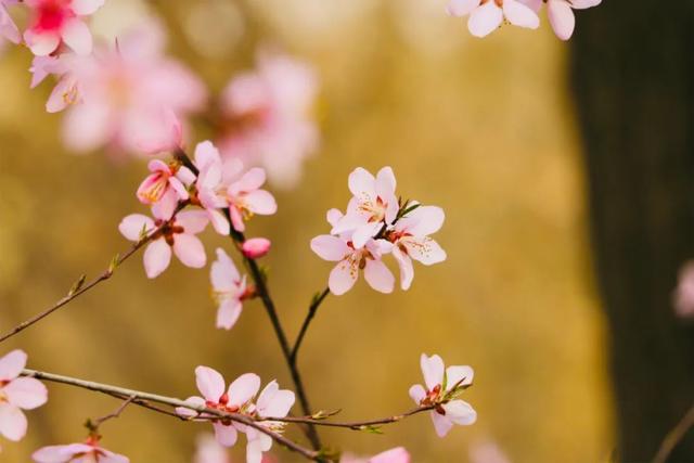 6首最美桃花诗词：桃之夭夭，惊艳了整个春天