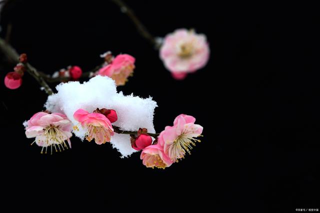 雪飞日暮满林霜，瑟瑟寒风向北方/晚霞 七绝 十首