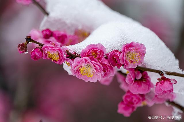 雪飞日暮满林霜，瑟瑟寒风向北方/晚霞 七绝 十首