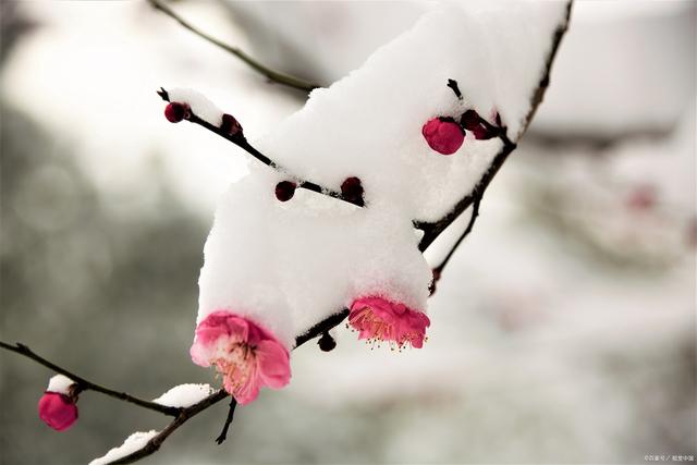 雪飞日暮满林霜，瑟瑟寒风向北方/晚霞 七绝 十首