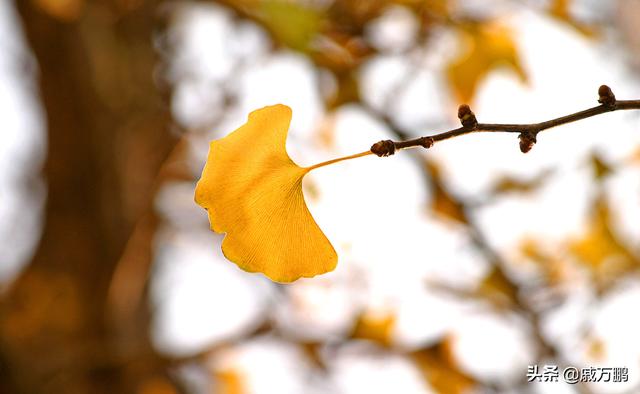 丹东百年银杏树的叶子：像精致的小扇子，像黄蝴蝶的翅膀，美美哒
