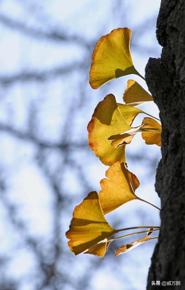 丹东百年银杏树的叶子：像精致的小扇子，像黄蝴蝶的翅膀，美美哒
