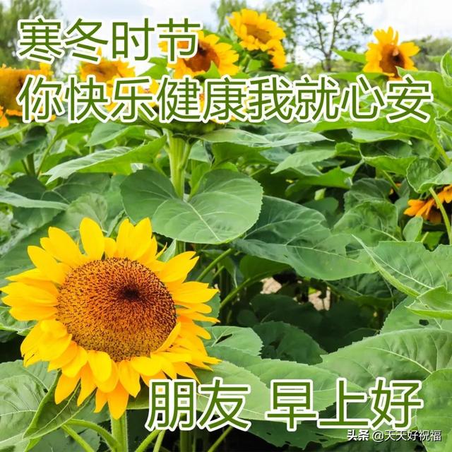 12月31日最美早上好问候图片，2021最后一天早安心语句子