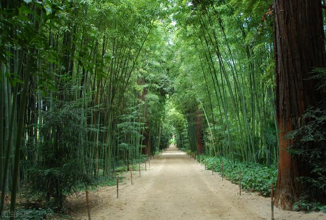 乡情散文：那片竹林