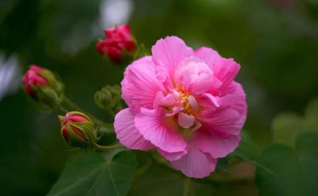 「诗词鉴赏」在古诗词里看尽花开花落—朝荣夕落木槿花