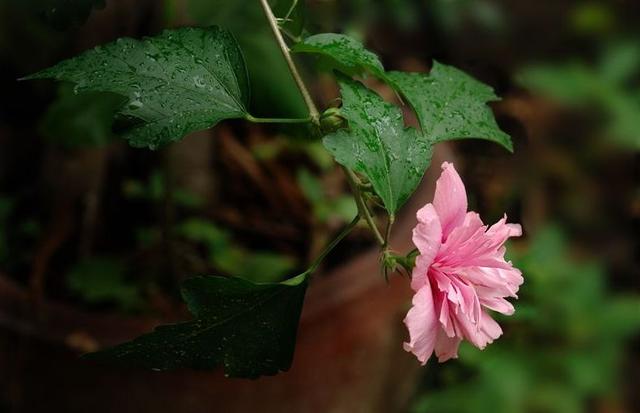 「诗词鉴赏」在古诗词里看尽花开花落—朝荣夕落木槿花