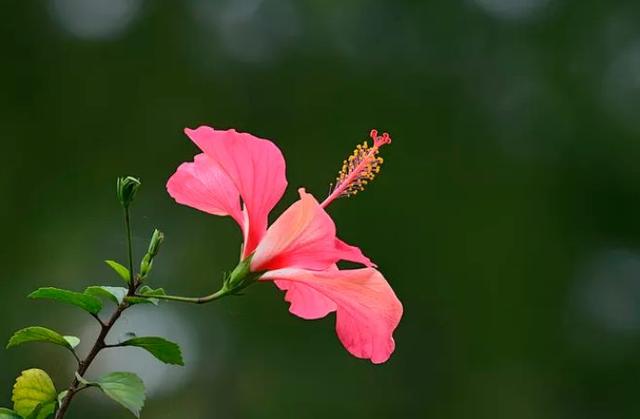 「诗词鉴赏」在古诗词里看尽花开花落—朝荣夕落木槿花