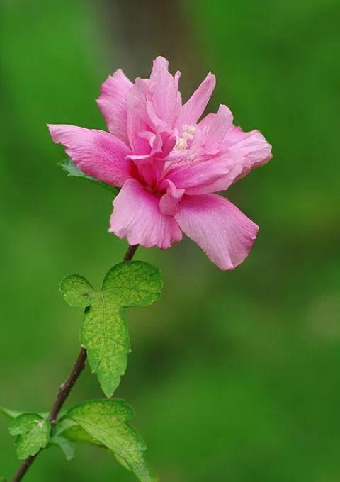 「诗词鉴赏」在古诗词里看尽花开花落—朝荣夕落木槿花