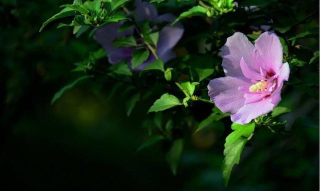 「诗词鉴赏」在古诗词里看尽花开花落—朝荣夕落木槿花