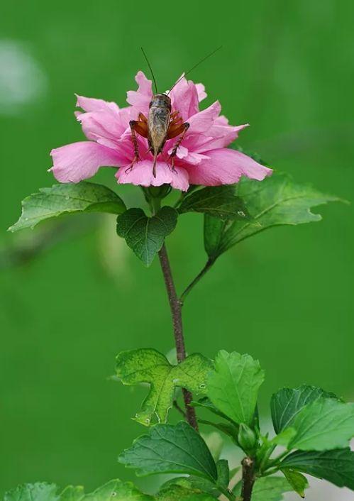 「诗词鉴赏」在古诗词里看尽花开花落—朝荣夕落木槿花