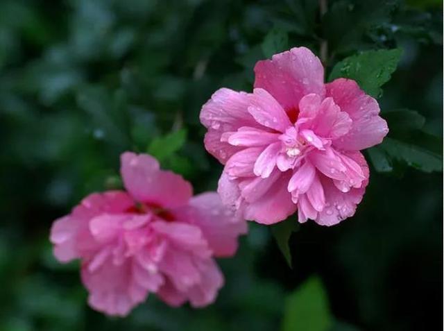 「诗词鉴赏」在古诗词里看尽花开花落—朝荣夕落木槿花