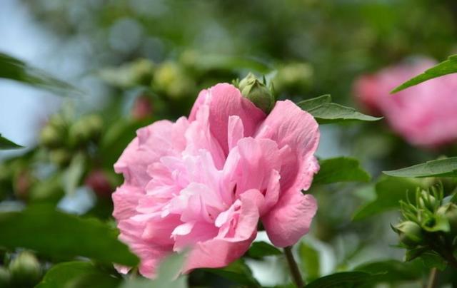 「诗词鉴赏」在古诗词里看尽花开花落—朝荣夕落木槿花