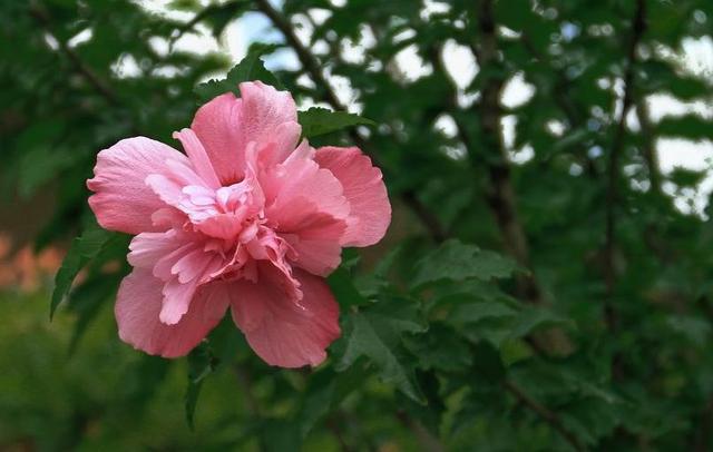 「诗词鉴赏」在古诗词里看尽花开花落—朝荣夕落木槿花