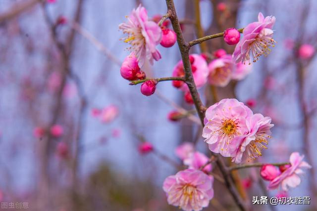 宋诗中腊日和腊八七首：腊月风和意已春，更觉江村节物新