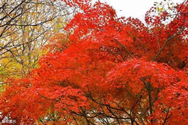 飞花令——火