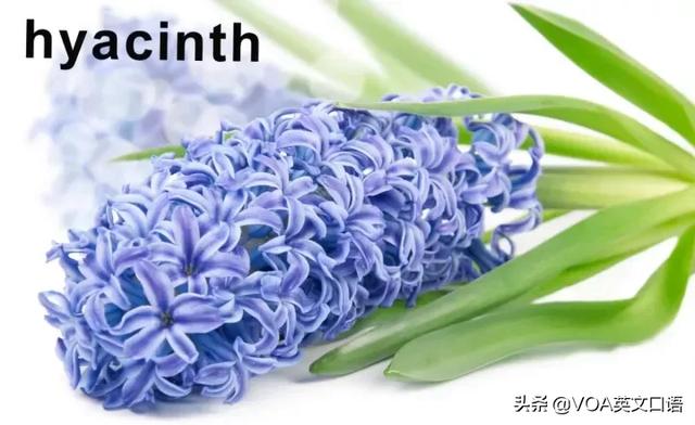 “开花”英语怎么说？你知道么？可不是open flower！