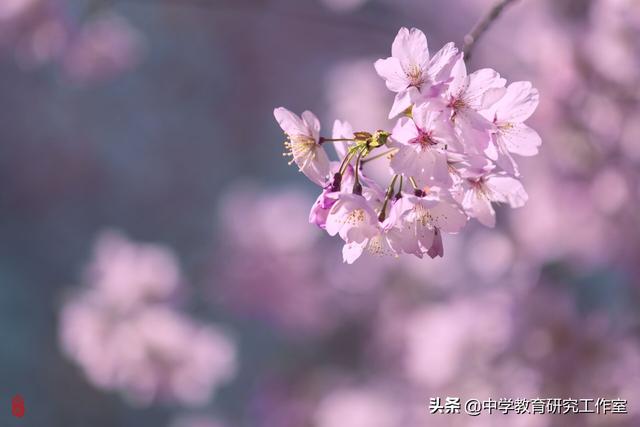 春天樱花烂漫，整理十首赞美樱花的诗，分享给朋友们！