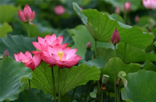 出淤泥而不染，清秀脱俗的荷花，盛开在炎炎夏日