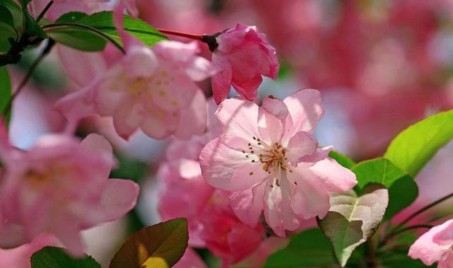 【诗词鉴赏】风流犹有海棠花，古诗词里的海棠花，娇艳无比！