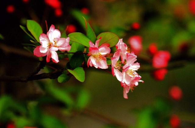 【诗词鉴赏】风流犹有海棠花，古诗词里的海棠花，娇艳无比！