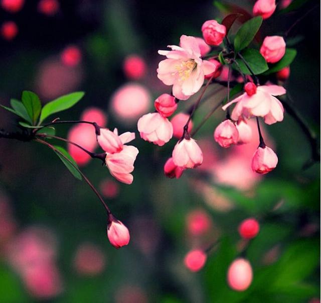 【诗词鉴赏】风流犹有海棠花，古诗词里的海棠花，娇艳无比！