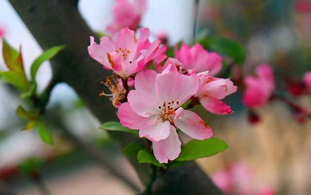 【诗词鉴赏】风流犹有海棠花，古诗词里的海棠花，娇艳无比！