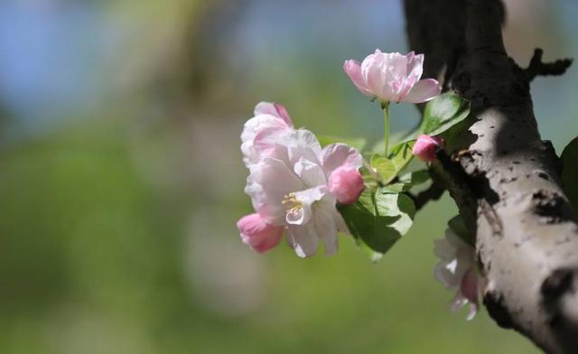 【诗词鉴赏】风流犹有海棠花，古诗词里的海棠花，娇艳无比！