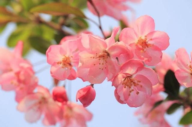 【诗词鉴赏】风流犹有海棠花，古诗词里的海棠花，娇艳无比！