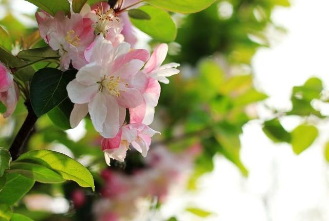 【诗词鉴赏】风流犹有海棠花，古诗词里的海棠花，娇艳无比！