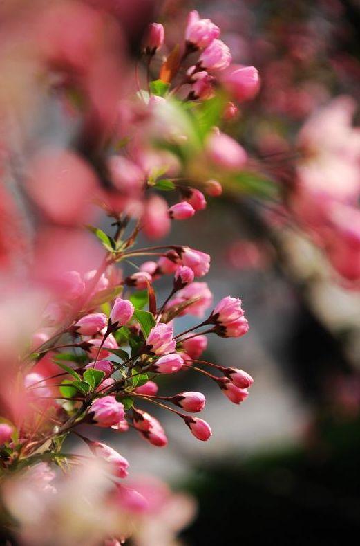 【诗词鉴赏】风流犹有海棠花，古诗词里的海棠花，娇艳无比！