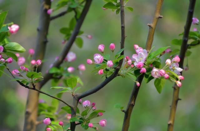 【诗词鉴赏】风流犹有海棠花，古诗词里的海棠花，娇艳无比！