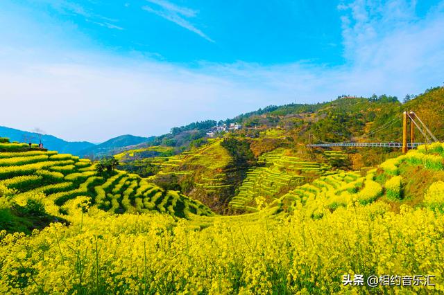 2020春天的油菜花，真的好美！