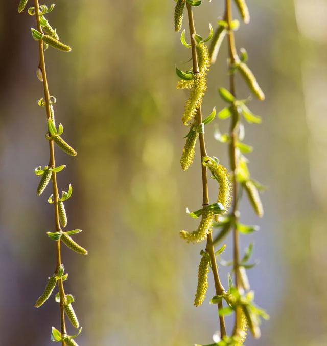 春天，最适合发朋友圈的季节？