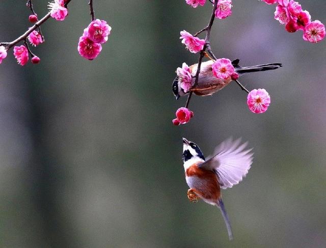 春暖花开里，看诗词中带“花”的句子，真是太美啦！