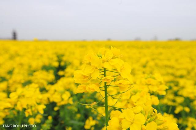 阳春三月，油菜花开，水润兴化，如诗如画