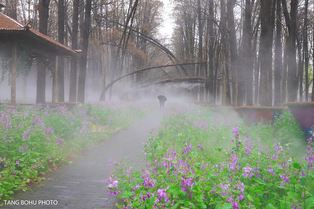 阳春三月，油菜花开，水润兴化，如诗如画