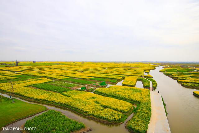 阳春三月，油菜花开，水润兴化，如诗如画