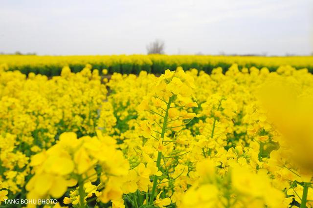 阳春三月，油菜花开，水润兴化，如诗如画