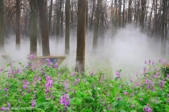 阳春三月，油菜花开，水润兴化，如诗如画