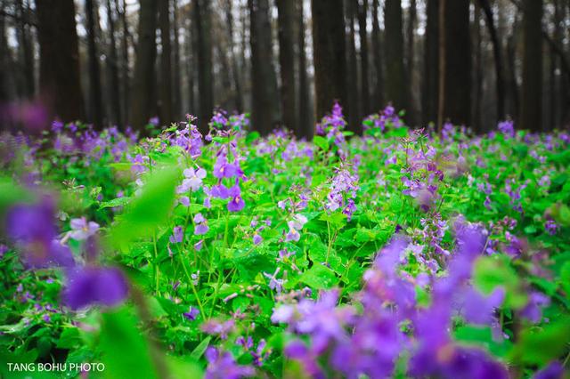 阳春三月，油菜花开，水润兴化，如诗如画