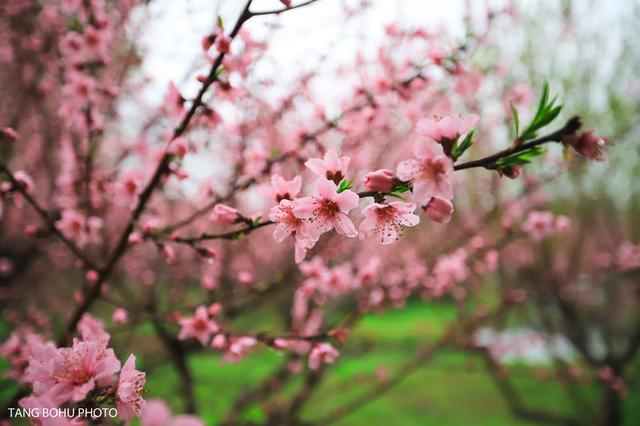 阳春三月，油菜花开，水润兴化，如诗如画